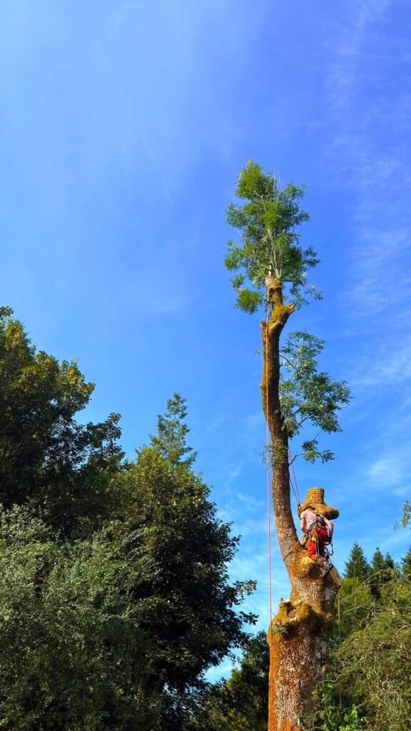 Staleys arborist roped up a tall ash during an ash dieback removal at a Moffat campsite