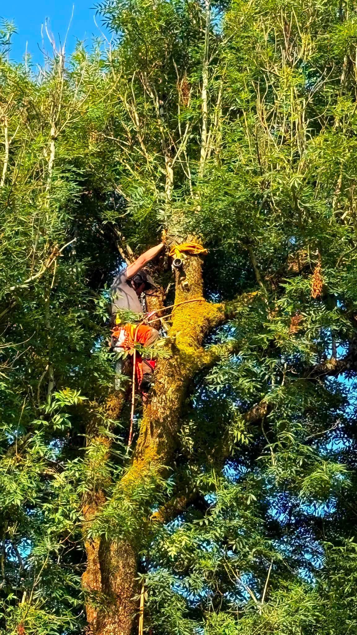 Tree surgeon climbing the crown of an ash during an ash dieback removal in Moffat