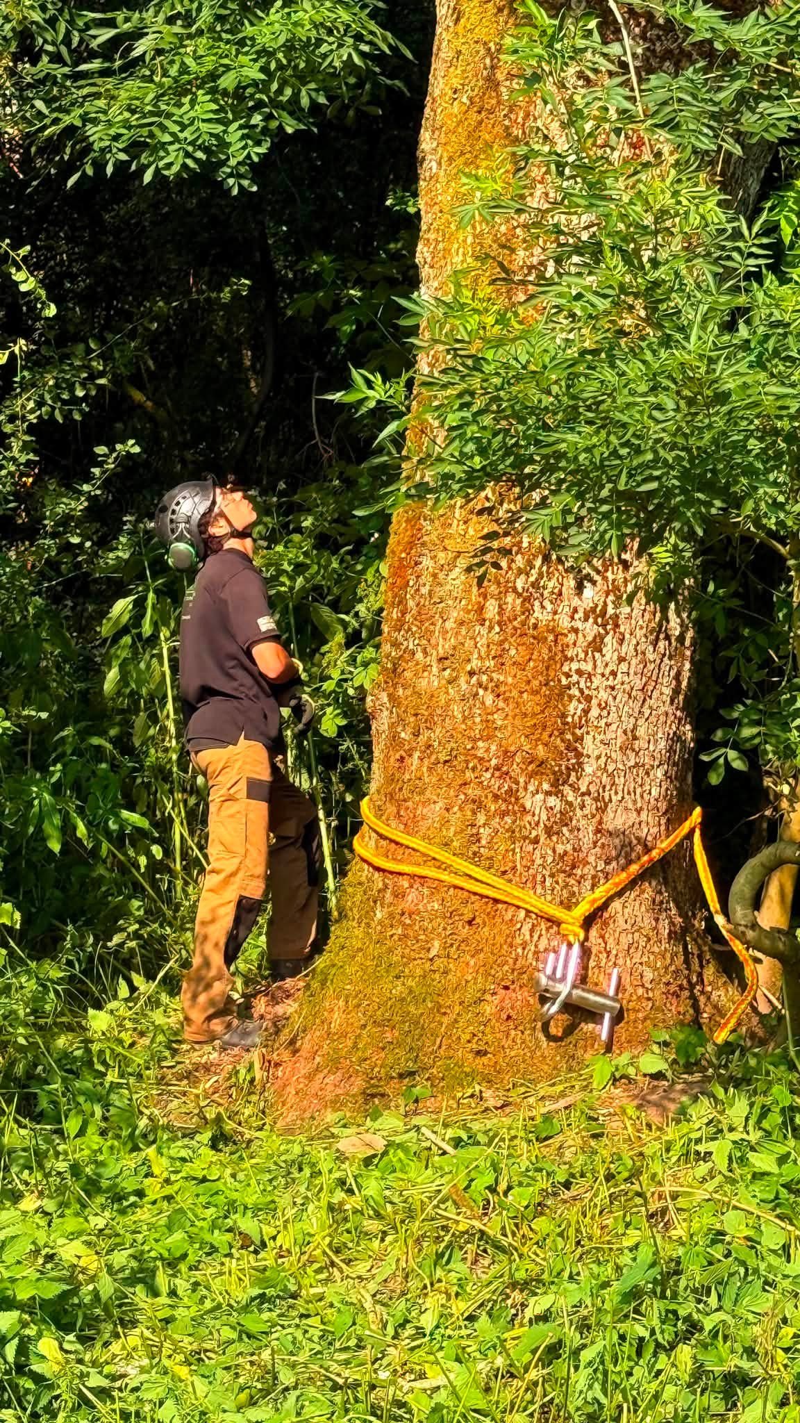 Rigging rope and lowering device set at the base of an ash near a badger sett in Moffat