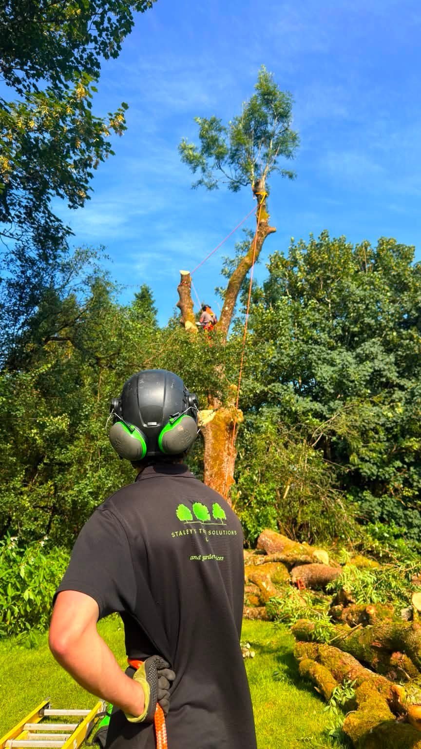 Groundworker watching a climber dismantle an ash in sections at a Moffat campsite