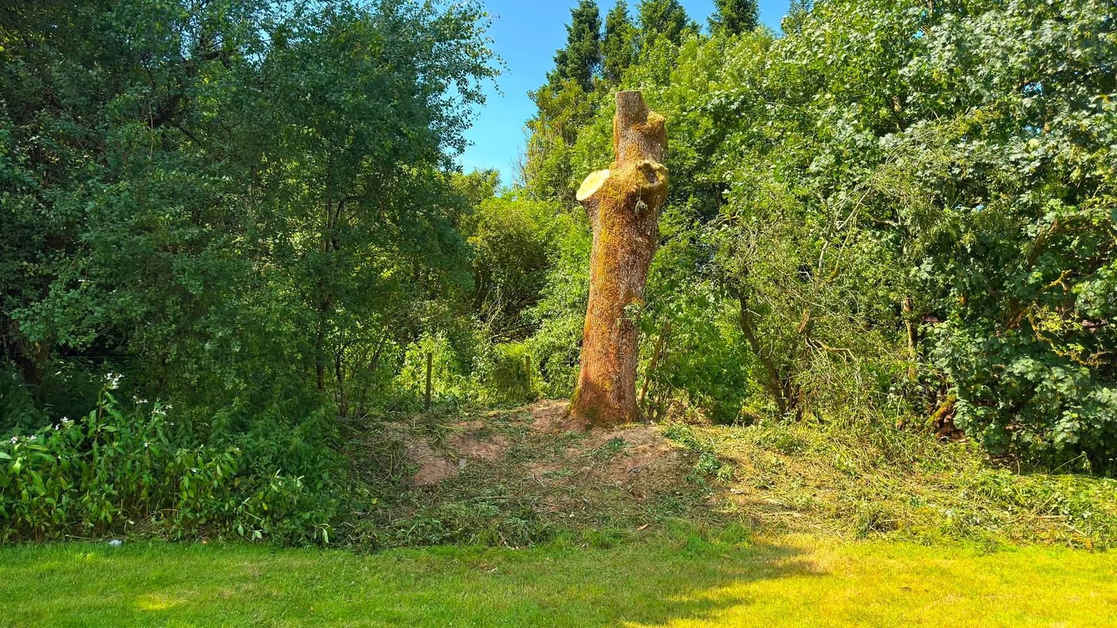 The roughly three metre standing stem left beside the badger sett after the Moffat ash removal