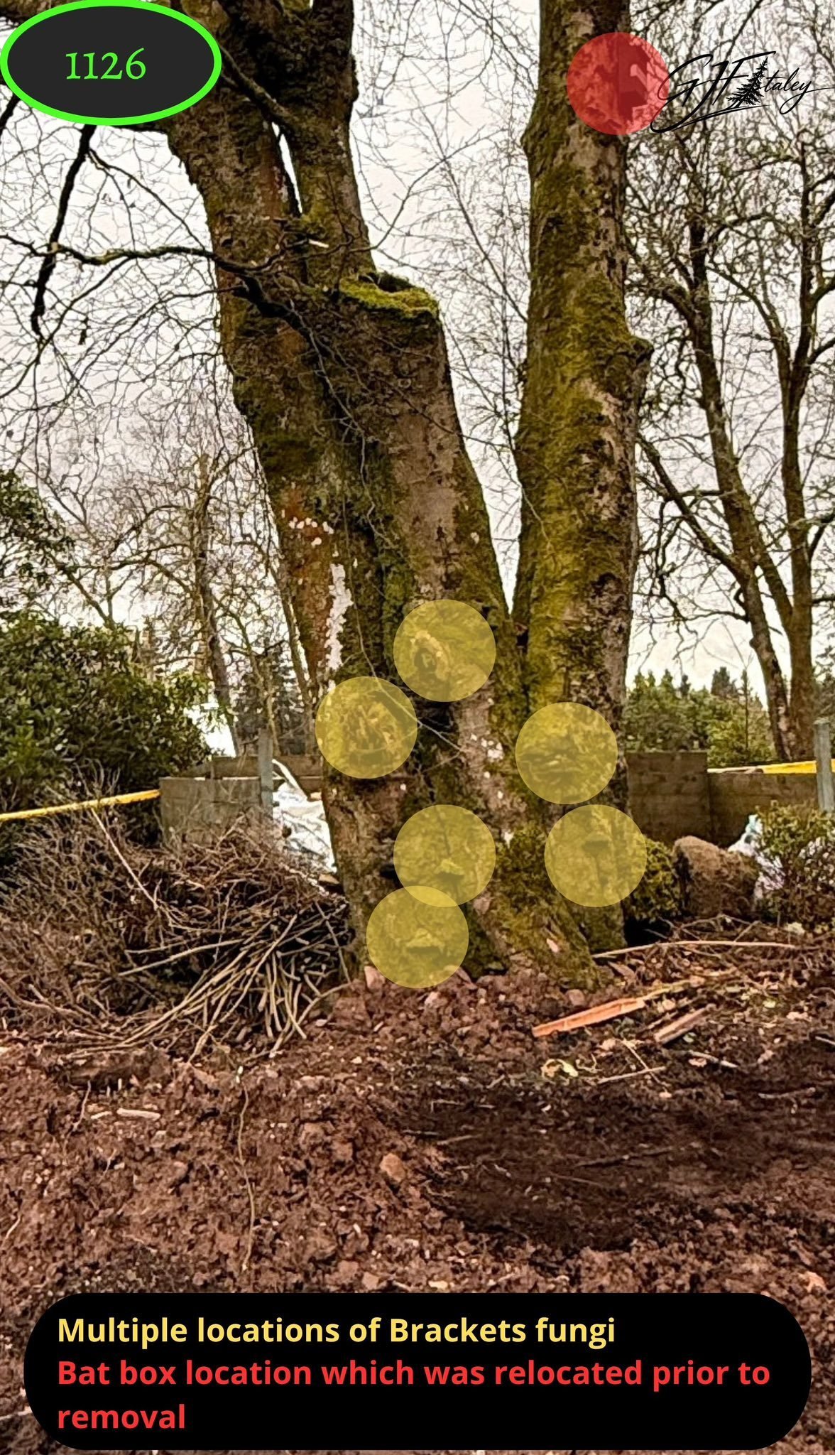 Tree in Dunblane marked up to show bracket fungi along the stem and the bat box position