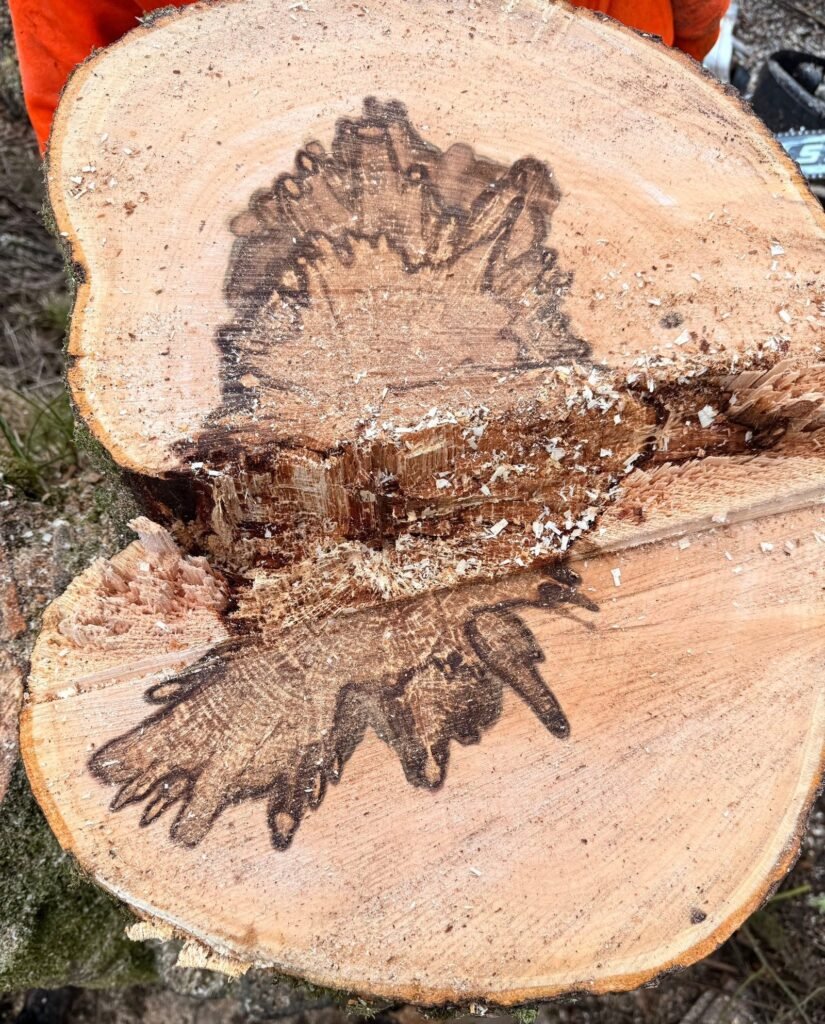 Cross-section of the Dunblane tree showing dark internal decay through the stem