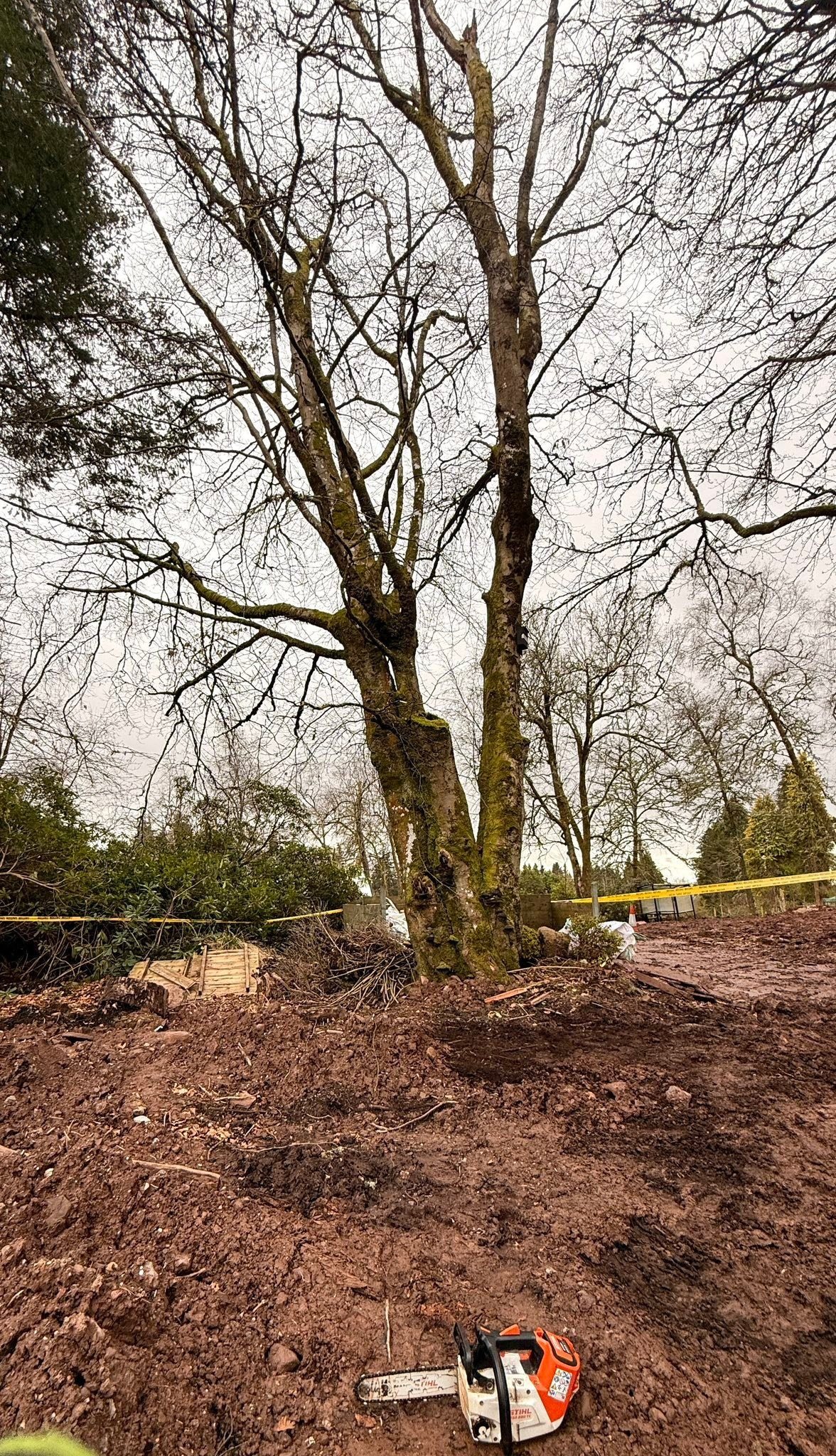 The Dunblane tree before work, with the ground dug and disturbed around its base