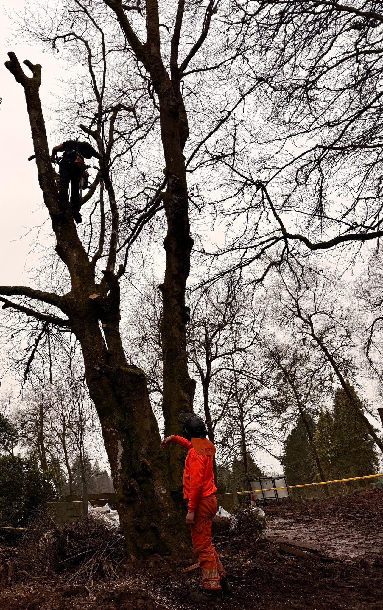 Arborist climbing the Dunblane tree to dismantle it in sections with a groundworker below