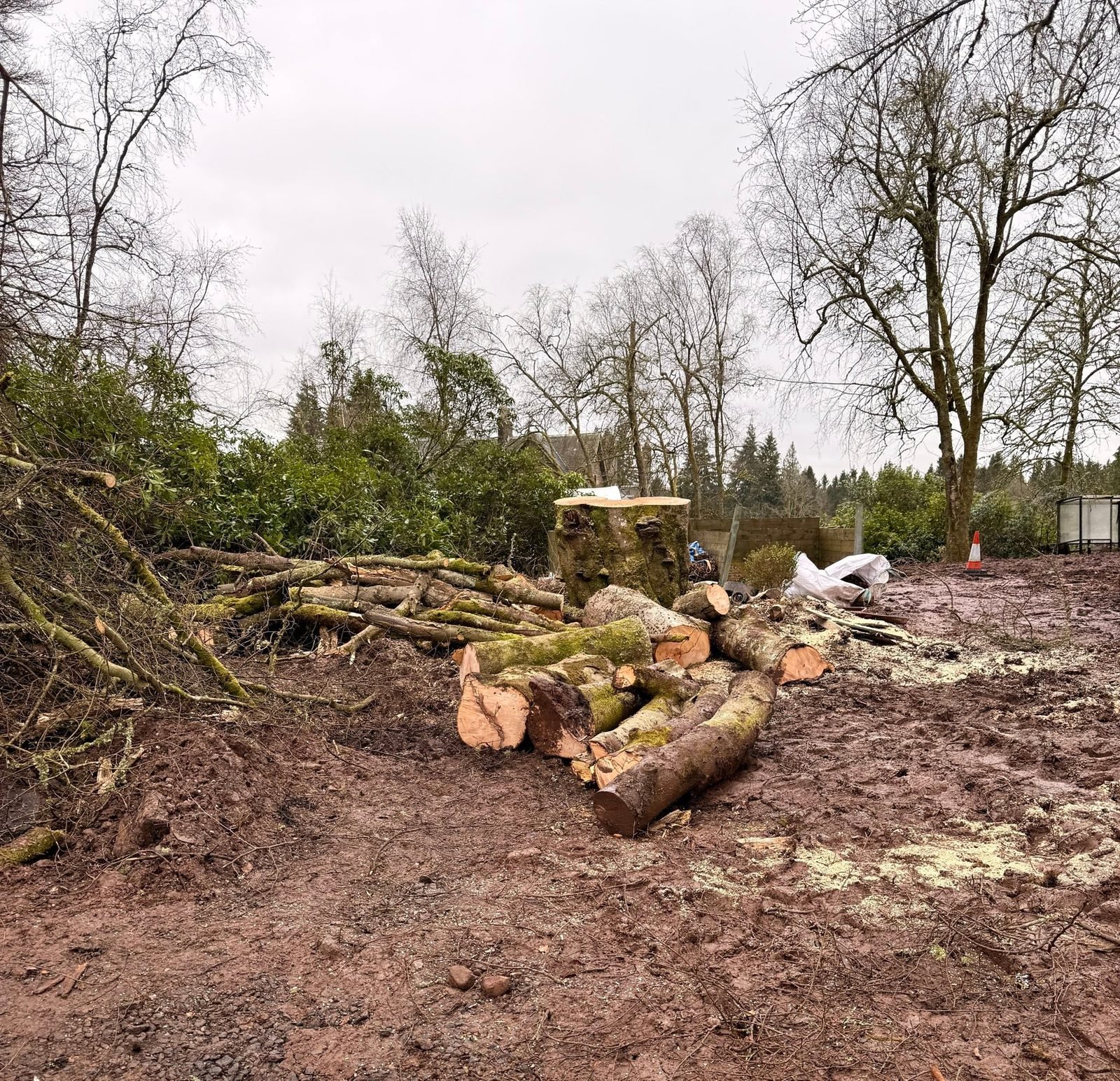 The stump of the Dunblane tree with the cut timber stacked beside it