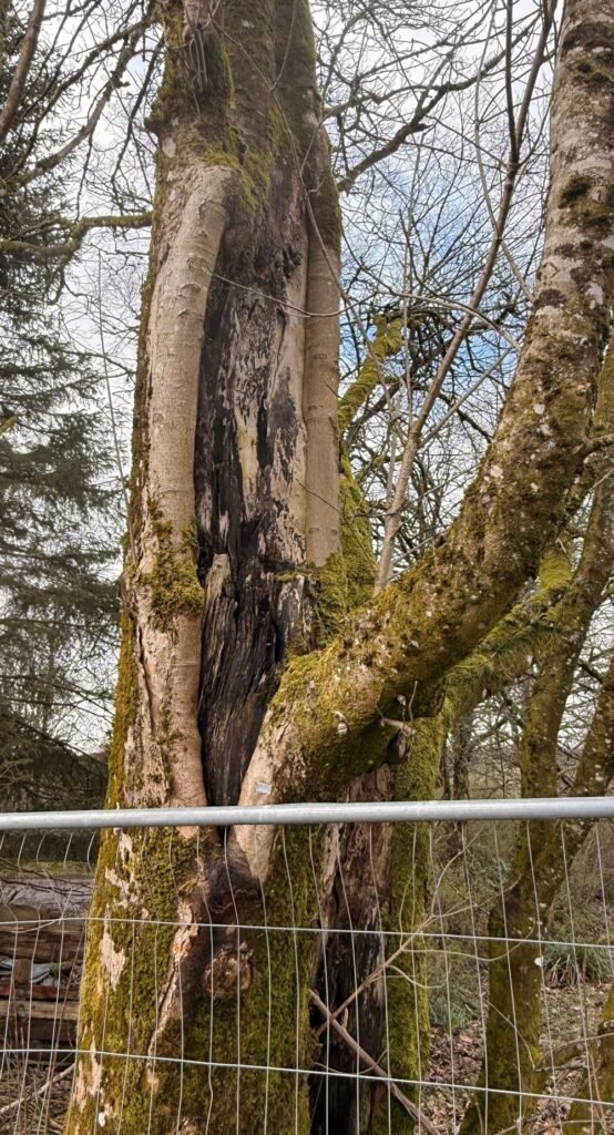 Storm damaged tree in Stirling with a long split down the main stem and dark decayed wood behind it