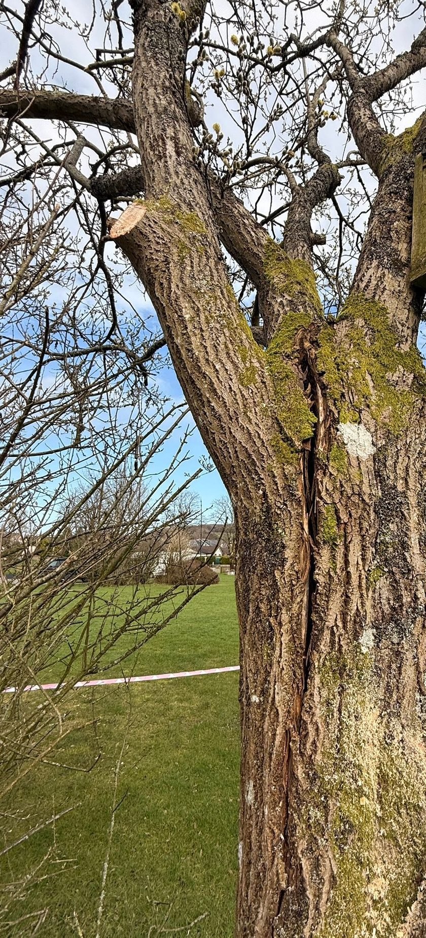 Storm damaged tree in Stirling being taken down in roped sections with the work area taped off